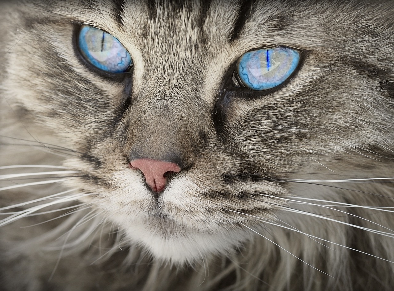 The Best Cat Breeds for First-Time Pet Owners